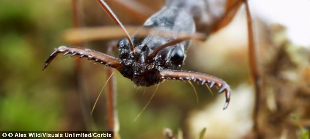 Kiến bẫy hàm (trap-jaw ant), có tên khoa học là Odontomachus haematodus đang đe xọa và xâm lấn nước Mỹ với số lượng lớn. Loài kiến này thuộc chi Odontomachus, được đặt tên là kiến bẫy hàm vì hàm dưới thuộc phần miệng của chúng có khả năng mở 180 độ giống như một cái bẫy.